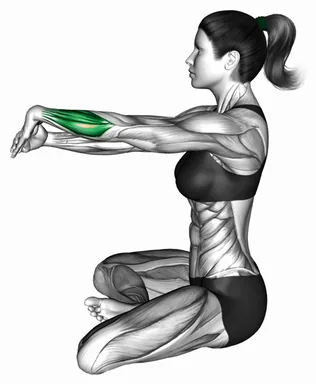 Seated Wrist Extensors Stretch demo