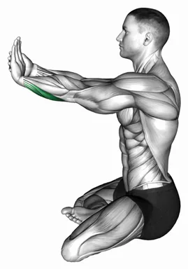 Seated Wrist Flexors Stretch demo