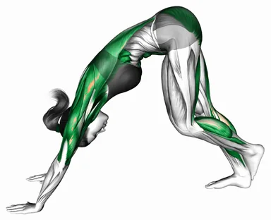 한 다리 다운워드 독 자세 시연