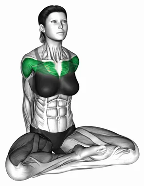 Seated Chest Open demo
