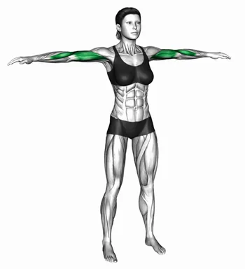 Standing Palm Slices demo