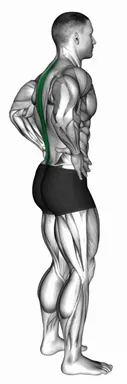 Standing Pelvic Tilt demo