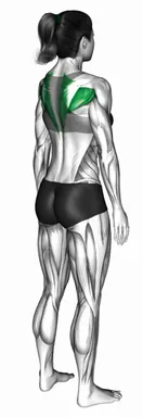 Standing Scapular External Rotation Hold demo