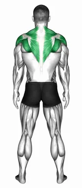 Standing Scapular Rotation (back POV) demo